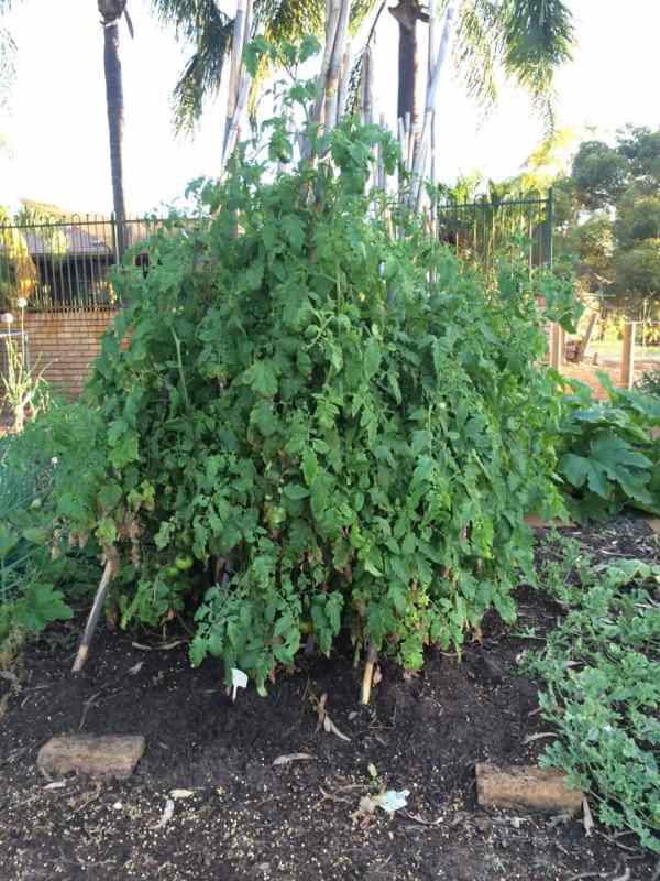 adrians tomato plants